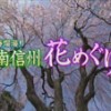 NBS長野放送「春爛漫！！南信州花めぐり」