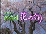 NBS長野放送「春爛漫！！南信州花めぐり」